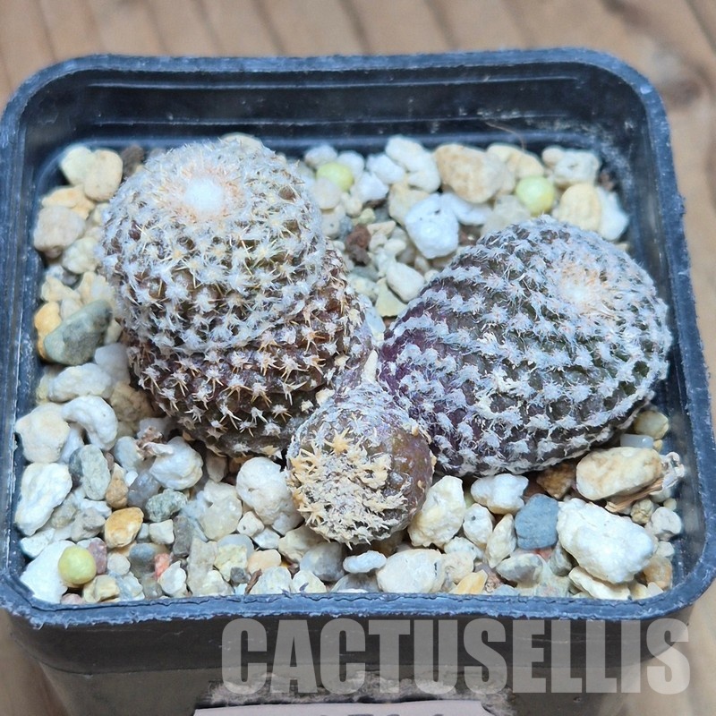 VVG31516 Copiapoa laui