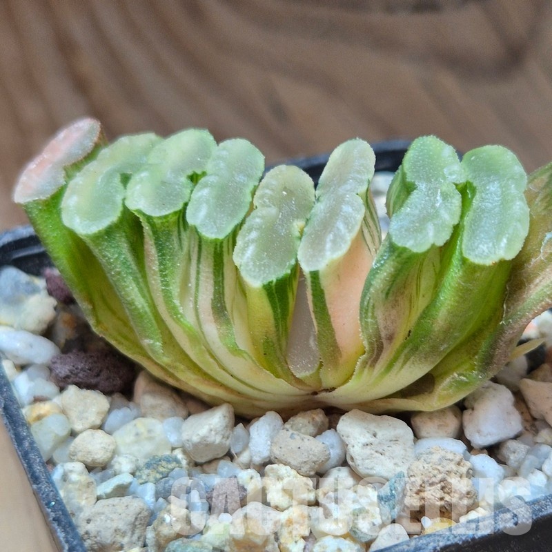 VVG31520 Haworthia truncata f.variegata -Hiroschin- – Bild 2