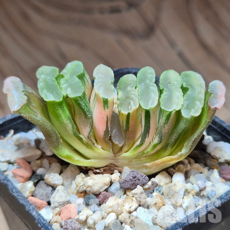 VVG31520 Haworthia truncata f.variegata -Hiroschin-