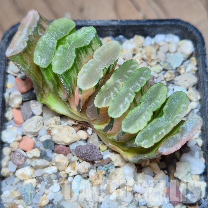 VVG31520 Haworthia truncata f.variegata -Hiroschin- – Bild 3