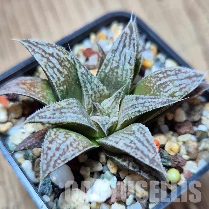 VVG31521 Haworthia ‘Metallica’ x ‘Anna Cocozza’ x splendens