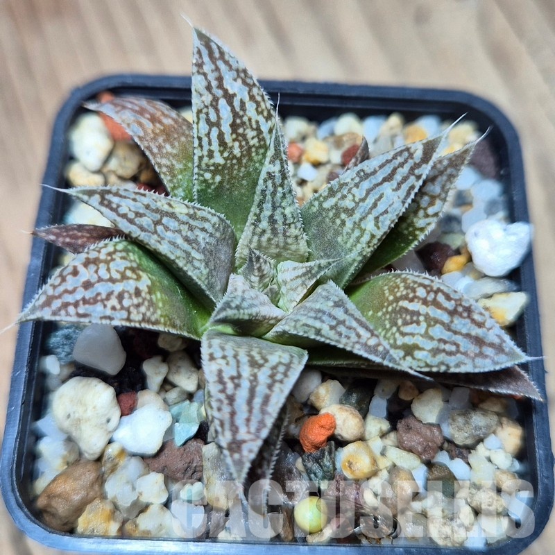 VVG31521 Haworthia ‘Metallica’ x ‘Anna Cocozza’ x splendens - Obrázek 2