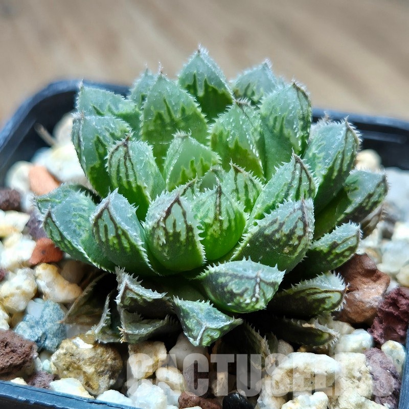 VVG31522 Haworthia cooperi hybrid