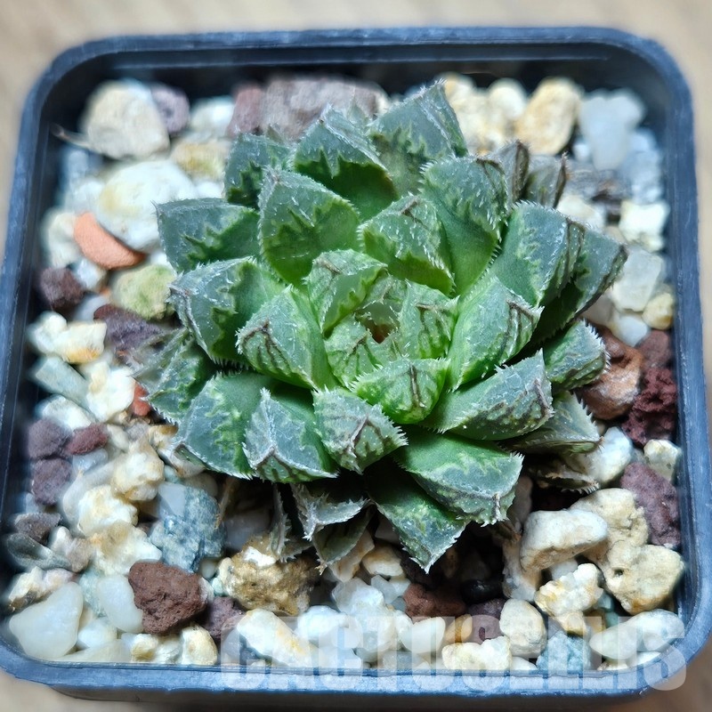 VVG31522 Haworthia cooperi hybrid - Obrázek 2