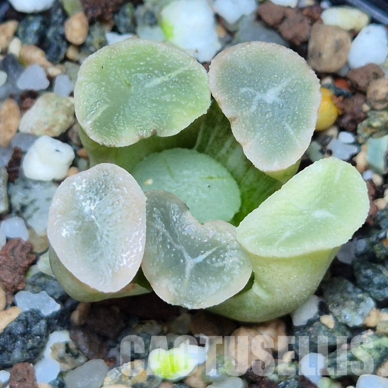 VVG31523 Haworthia maughanii ‘White Brocade of All Things’