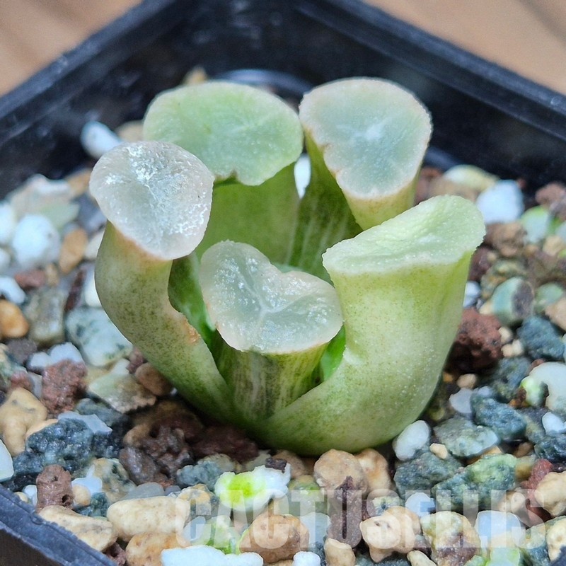 VVG31523 Haworthia maughanii ‘White Brocade of All Things’ - Image 2