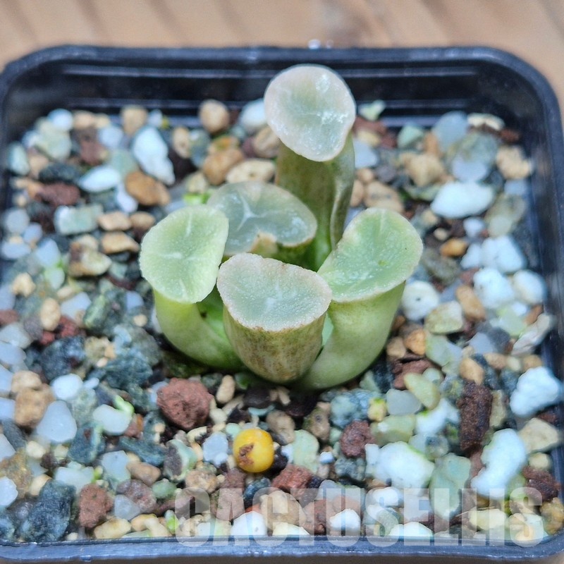 VVG31523 Haworthia maughanii ‘White Brocade of All Things’ - Image 3