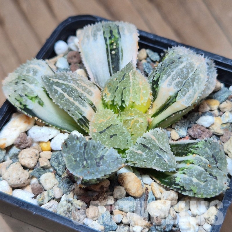 VVG31527 Haworthia ‘Mordor’ f. variegata