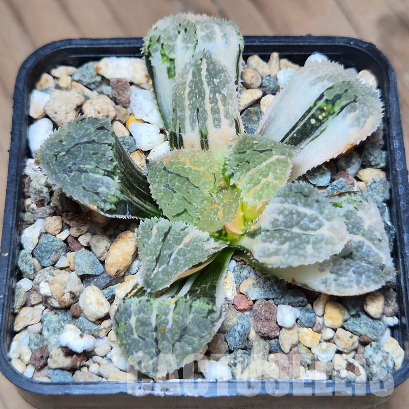 VVG31527 Haworthia ‘Mordor’ f. variegata - Image 2