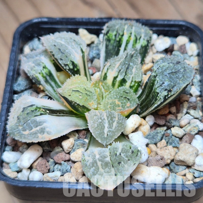 VVG31527 Haworthia ‘Mordor’ f. variegata - Image 3