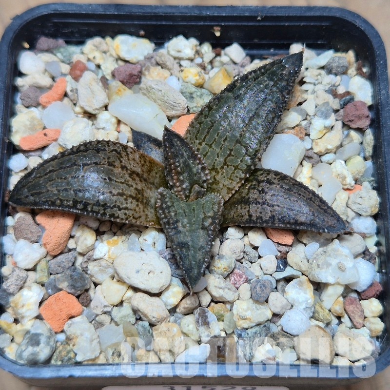 VVG31529 Haworthia koelmaniorum MTH-1 cutting