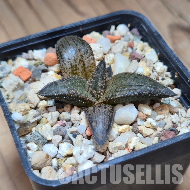 VVG31529 Haworthia koelmaniorum MTH-1 cutting - Image 2