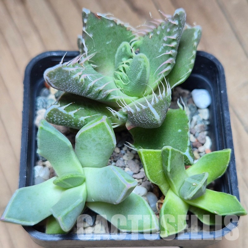 VVG31532 Faucaria mix 3 plants seedling