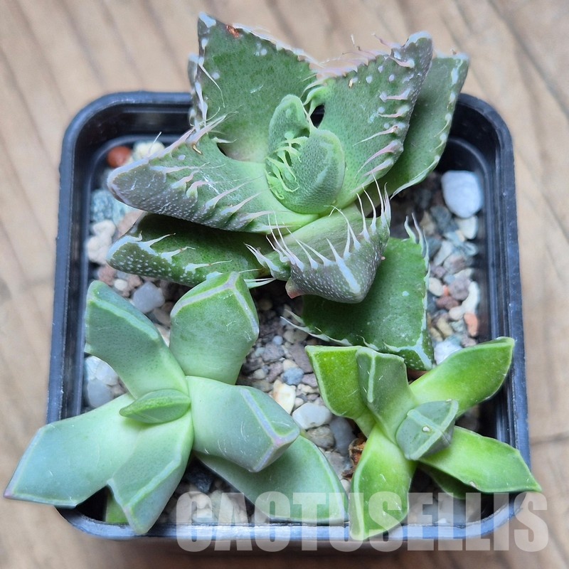 VVG31532 Faucaria mix 3 plants seedling - Image 2