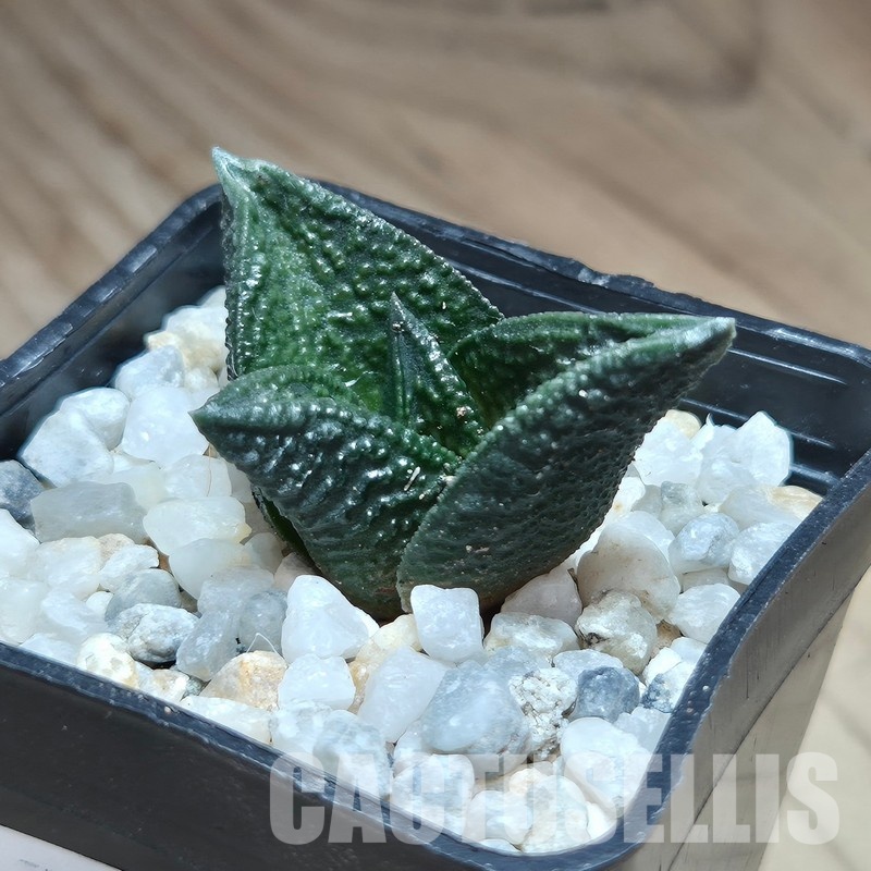 VVG31936 Haworthia nigra x koelmaniorum cutting