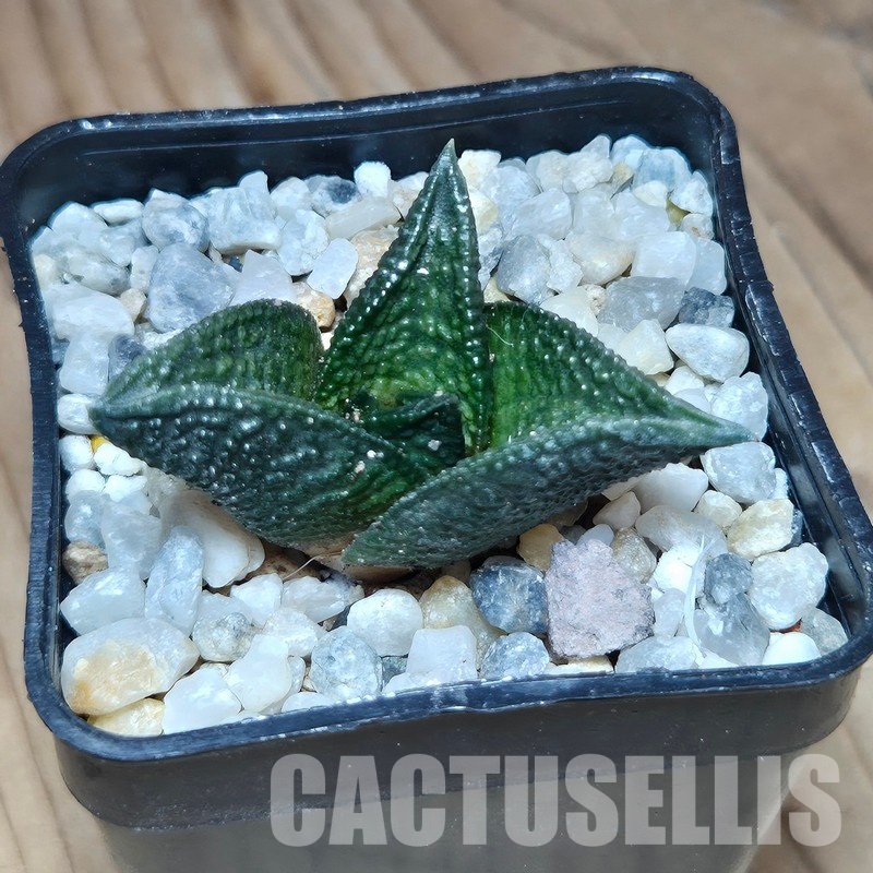 VVG31936 Haworthia nigra x koelmaniorum cutting - Image 2