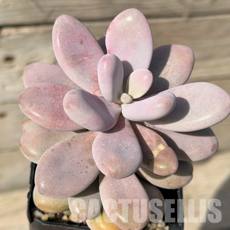 SH29721 Pachyphytum ‘Momobijn’
