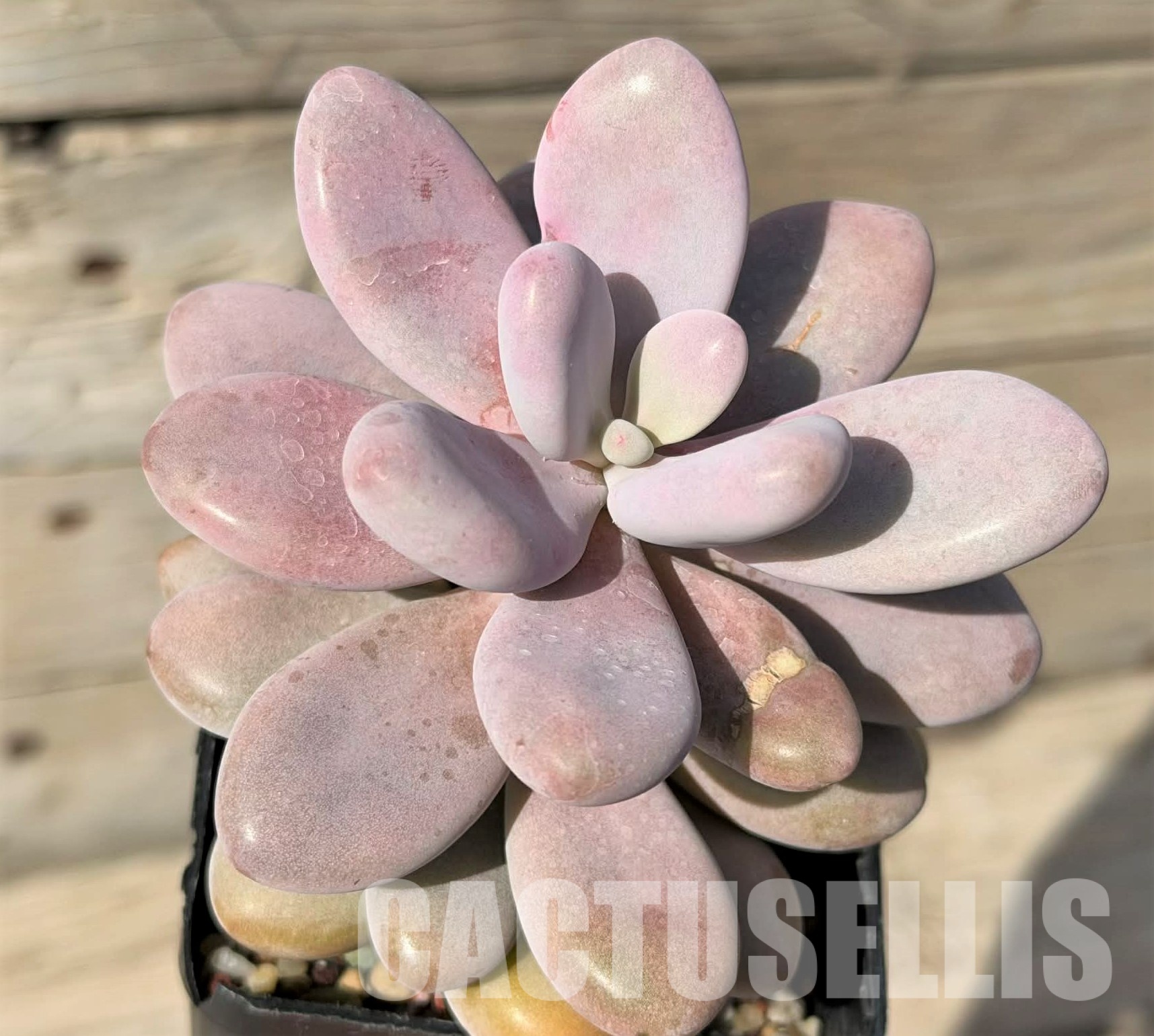 SH29721 Pachyphytum ‘Momobijn’