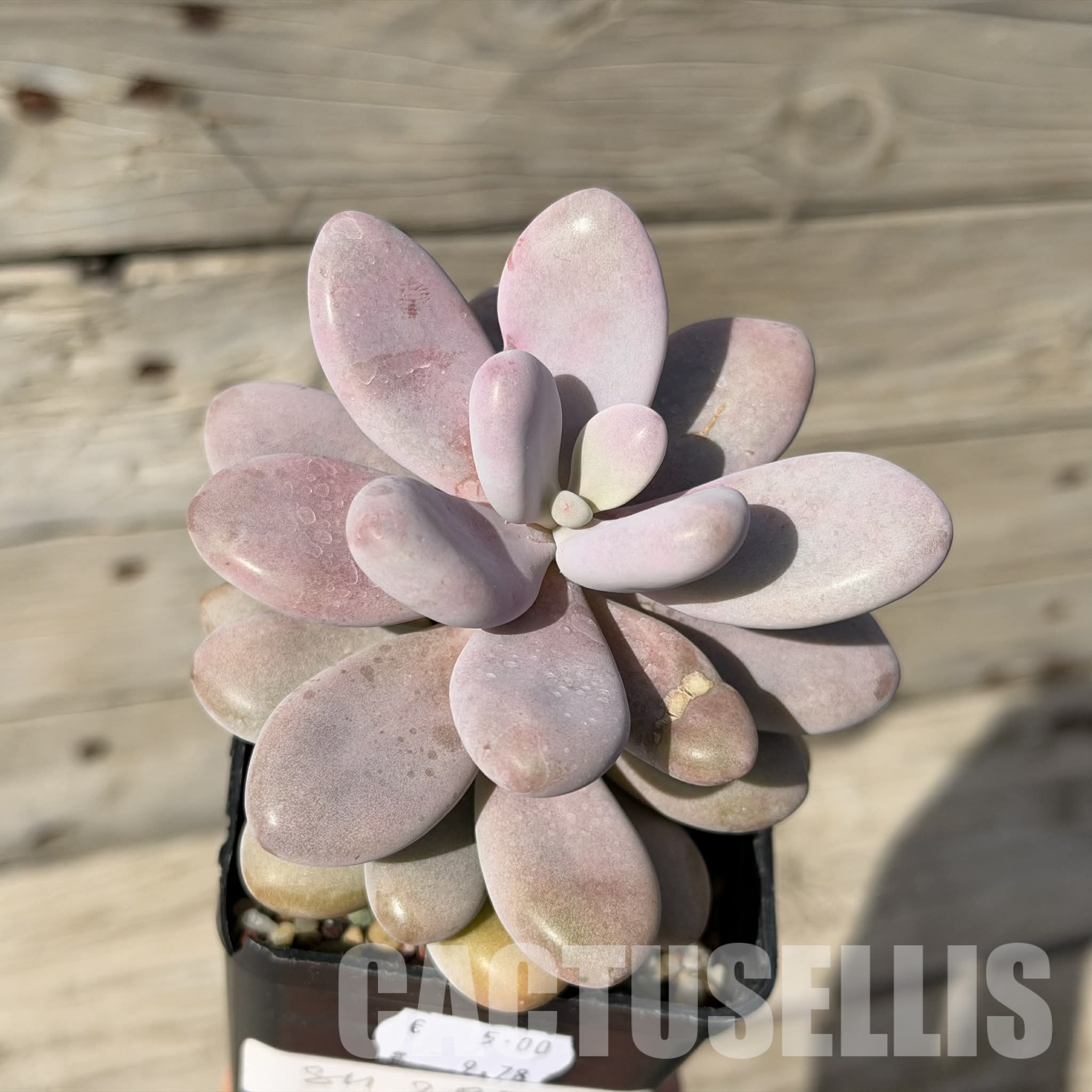 SH29721 Pachyphytum ‘Momobijn’ - Image 3
