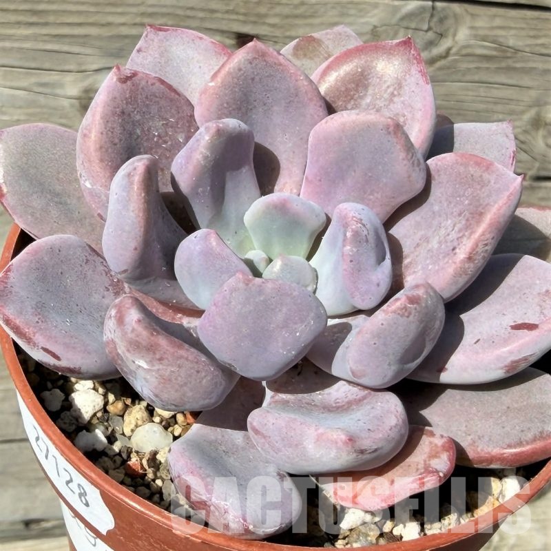 SH29716 Graptoveria ‘Lilac spoons’