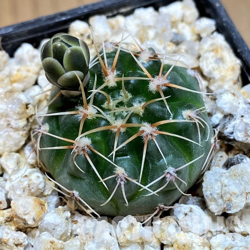 YAR31966 Gymnocalycium gaponii ssp. geyeri VG042