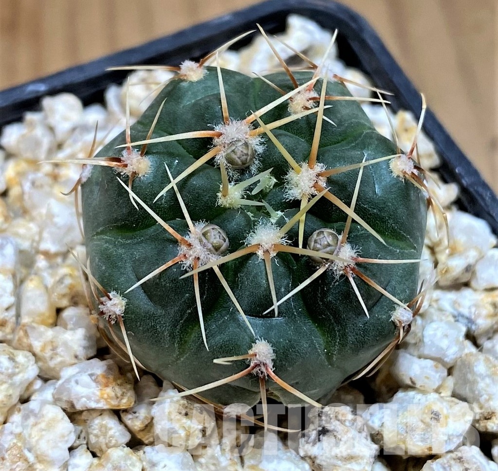 YAR31967 Gymnocalycium gaponii ssp. geyeri VG042 - Image 2