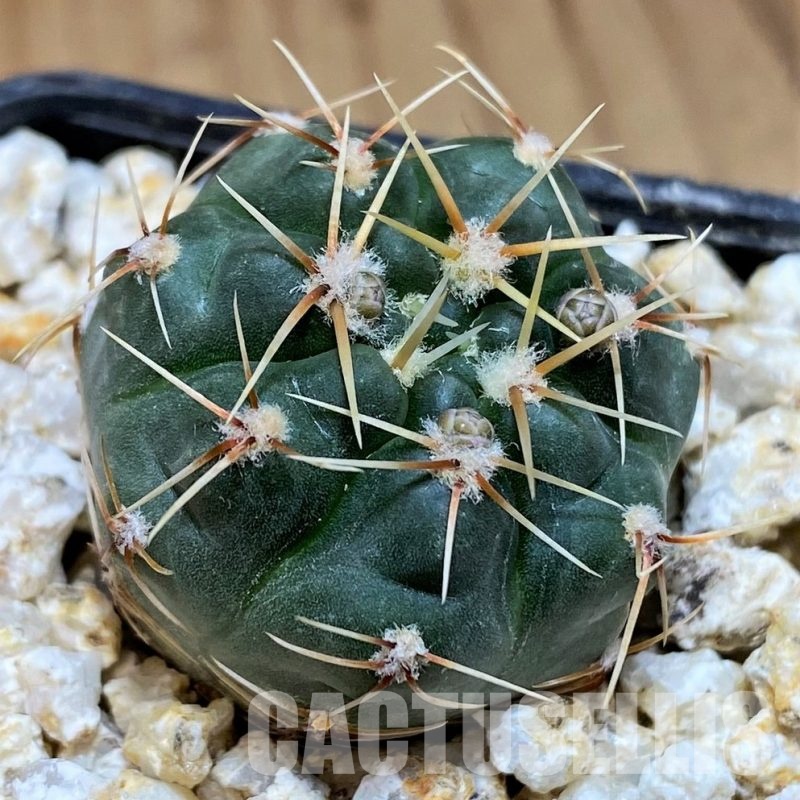 YAR31967 Gymnocalycium gaponii ssp. geyeri VG042