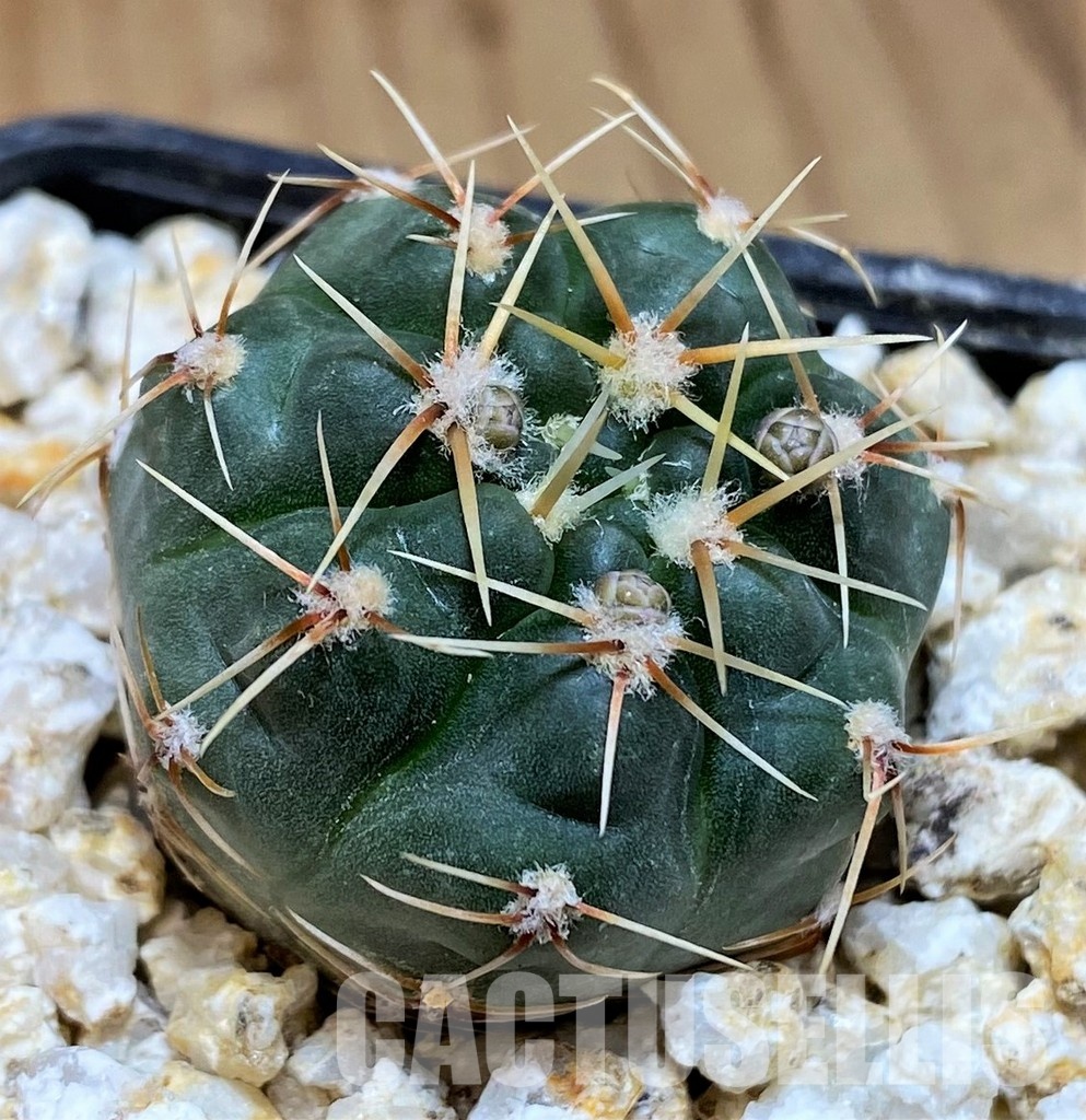 YAR31967 Gymnocalycium gaponii ssp. geyeri VG042