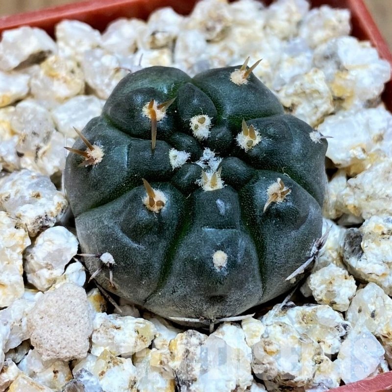 YAR31968 Gymnocalycium chubutense WP92-154/241
