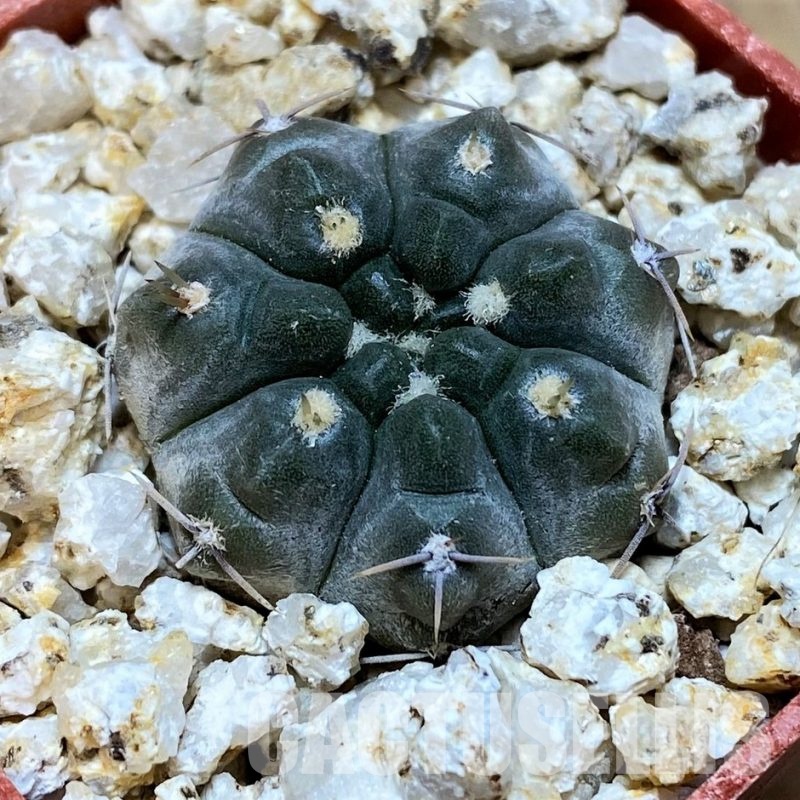 YAR31969 Gymnocalycium chubutense WP92-154/241
