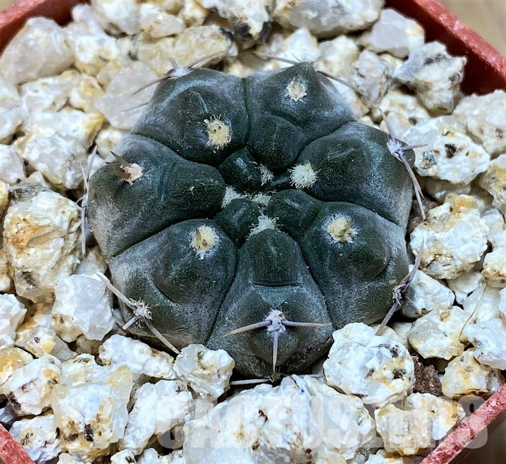 YAR31969 Gymnocalycium chubutense WP92-154/241