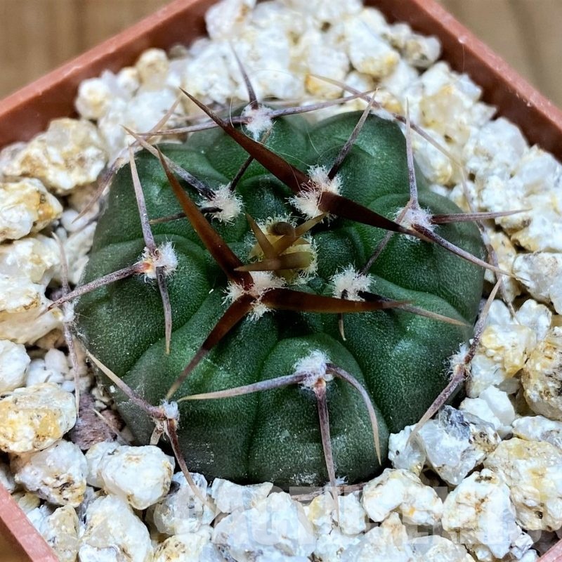 YAR31963 Gymnocalycium vatteri VG302