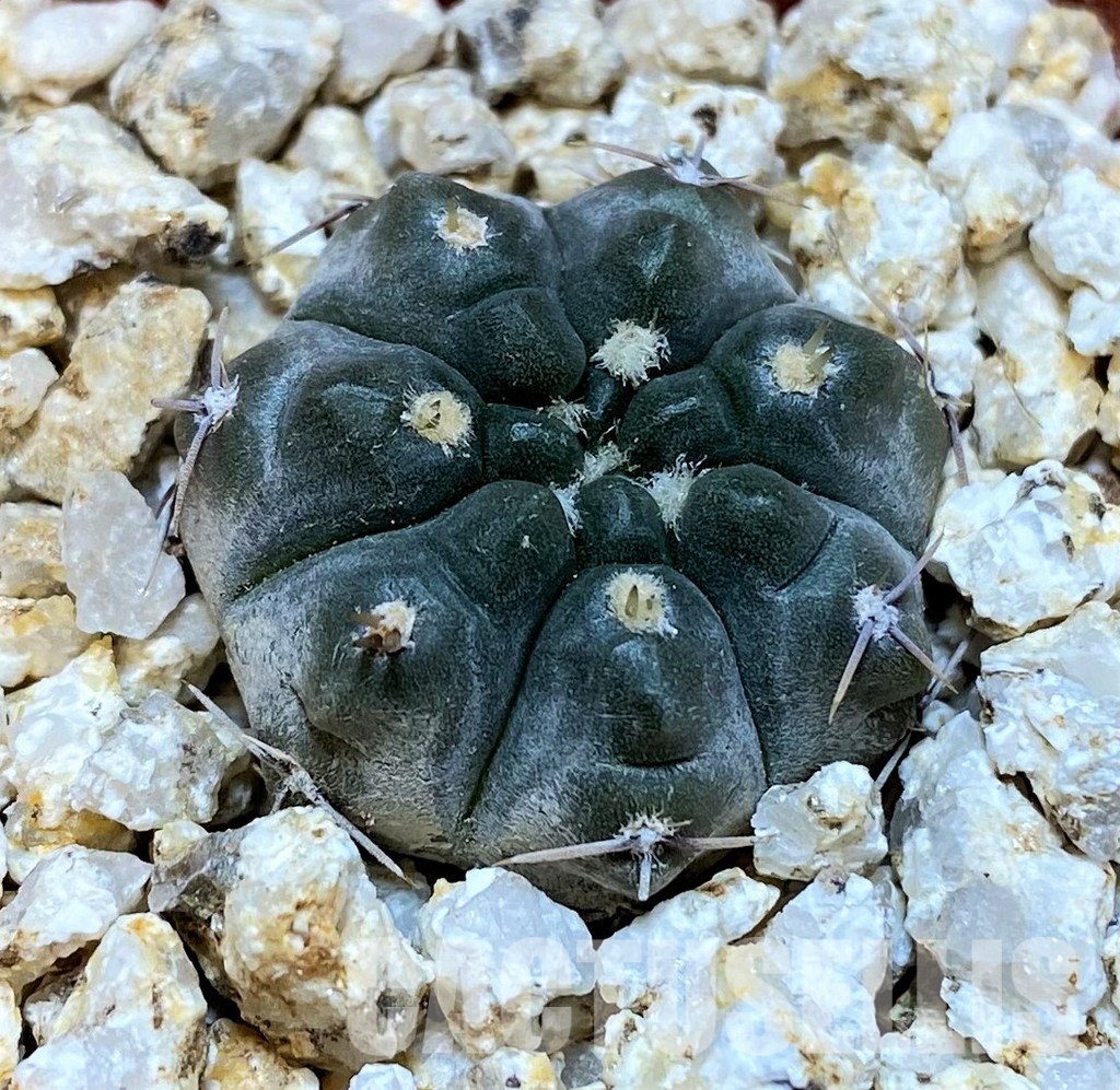 YAR31969 Gymnocalycium chubutense WP92-154/241 - Image 2