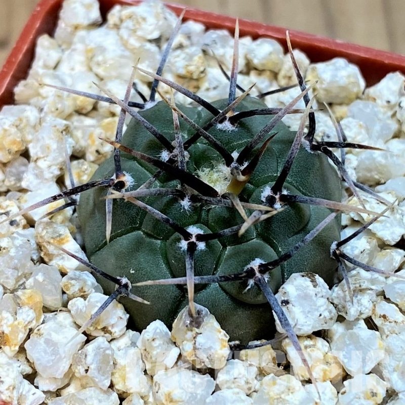 YAR31970 Gymnocalycium vatteri v. altautinense VG302, select