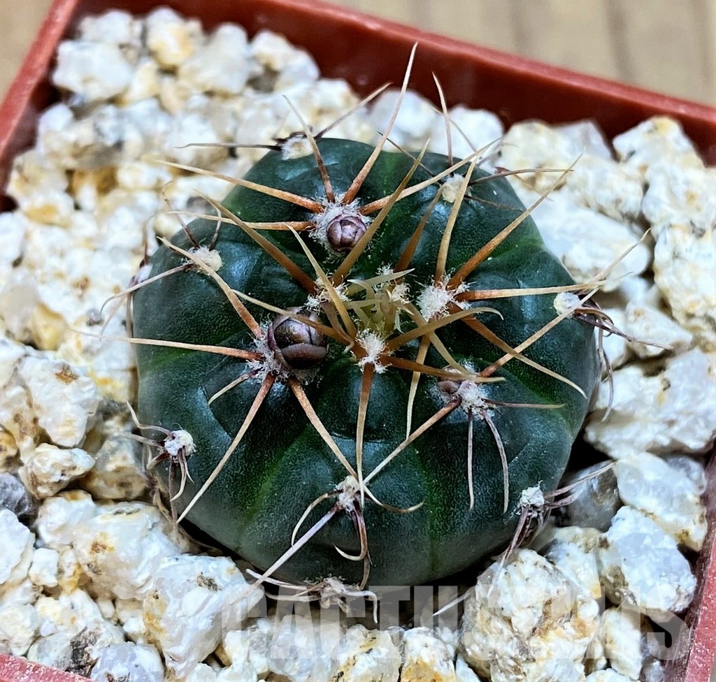 YAR31971 Gymnocalycium gaponii ssp. geyeri VG 506 - Image 3