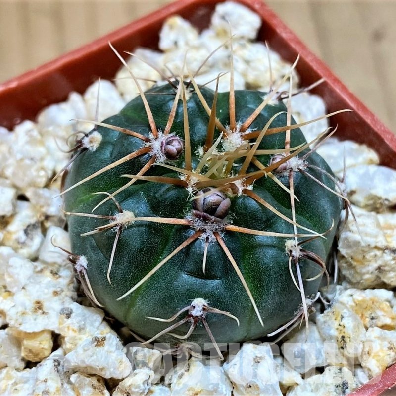 YAR31971 Gymnocalycium gaponii ssp. geyeri VG 506