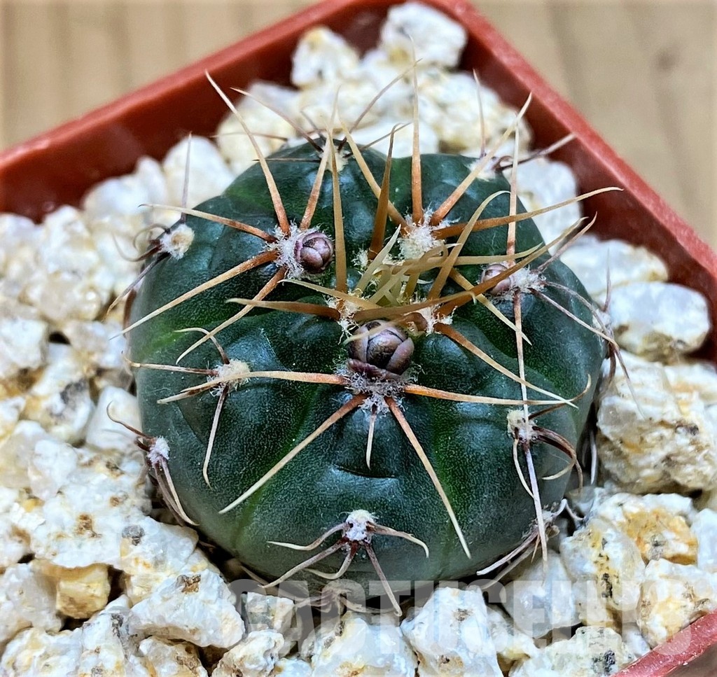 YAR31971 Gymnocalycium gaponii ssp. geyeri VG 506