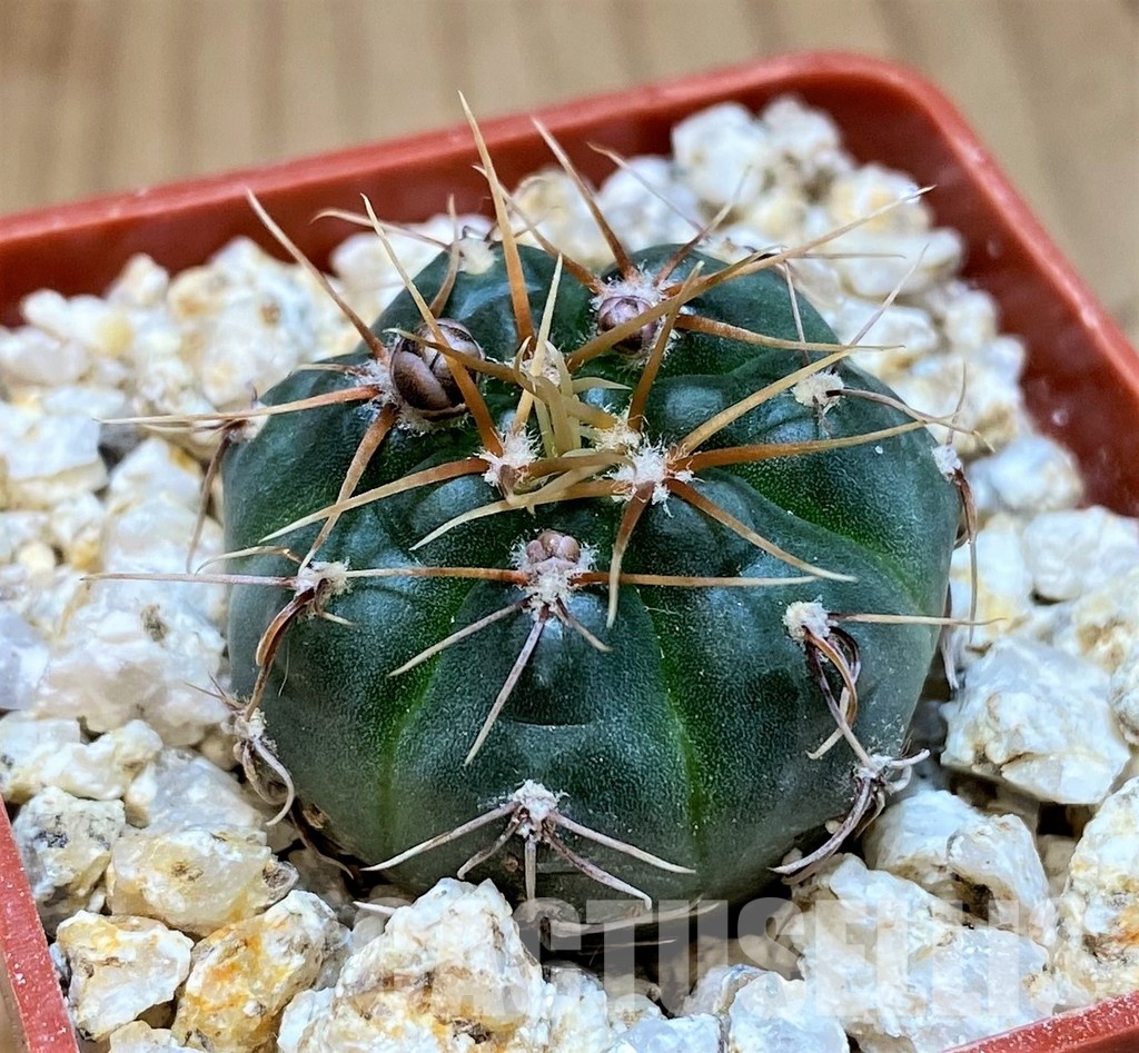 YAR31971 Gymnocalycium gaponii ssp. geyeri VG 506 - Image 2
