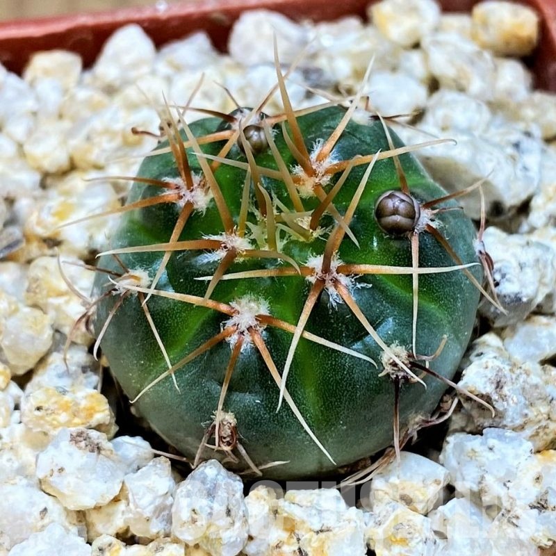 YAR31973 Gymnocalycium gaponii ssp. geyeri VG506