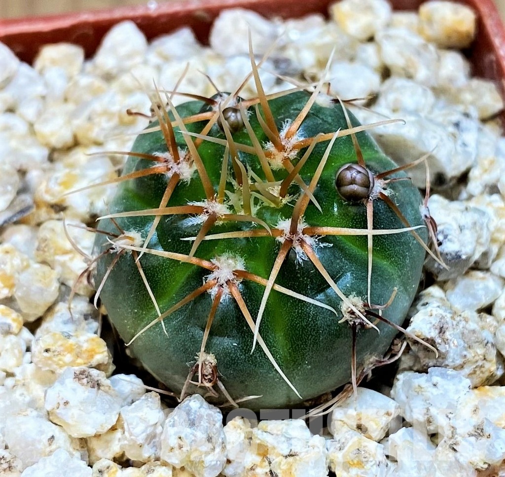 YAR31973 Gymnocalycium gaponii ssp. geyeri VG506