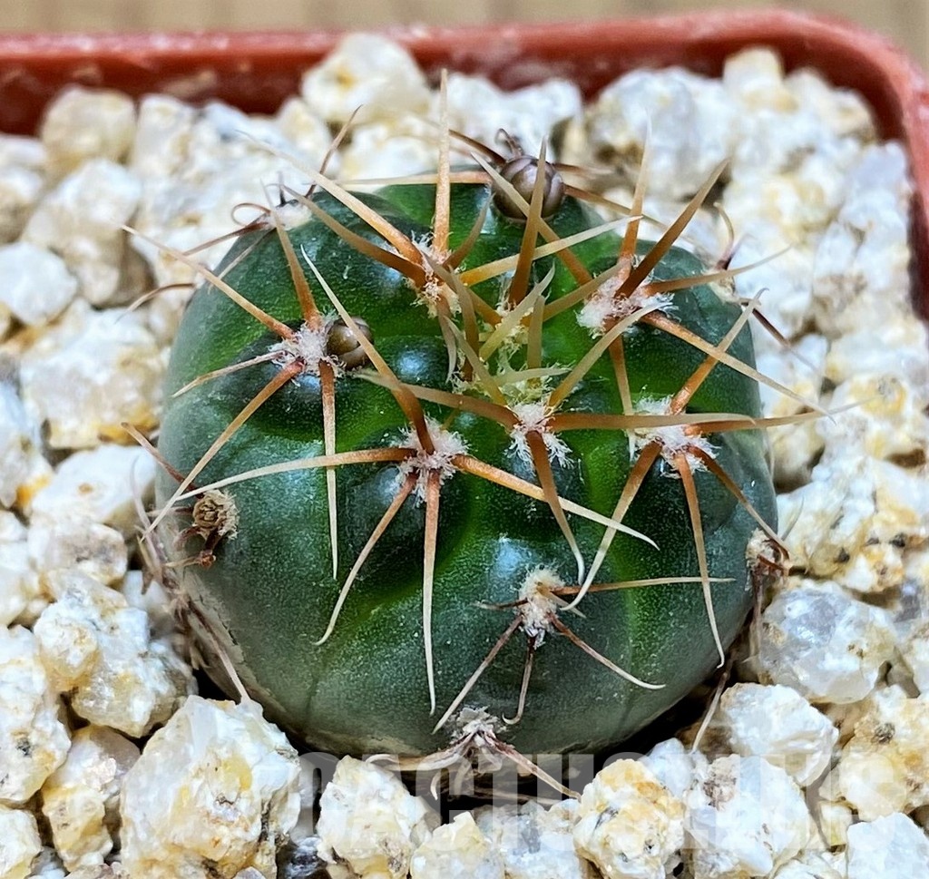 YAR31973 Gymnocalycium gaponii ssp. geyeri VG506 - Image 2
