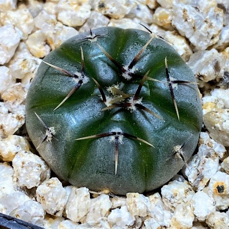 YAR31974 Gymnocalycium esperanzae VG1306