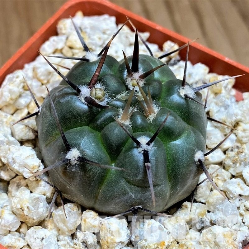 YAR31975 Gymnocalycium striglianum GN1135