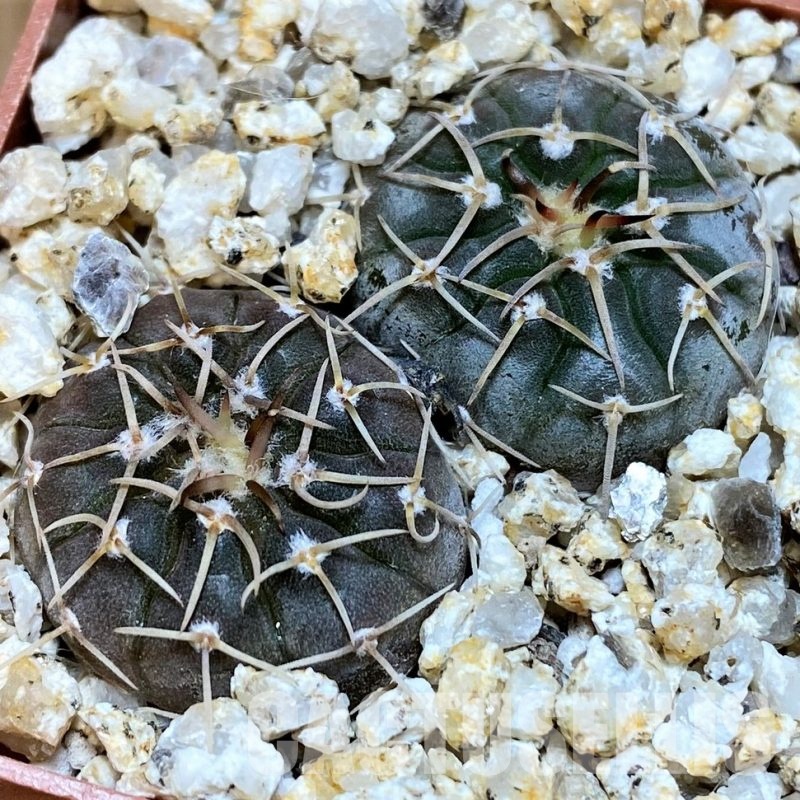 YAR31964 Gymnocalycium riojense ssp. paucispinum, 2plants