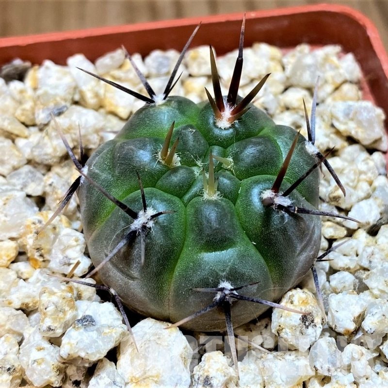 YAR31976 Gymnocalycium striglianum GN1135