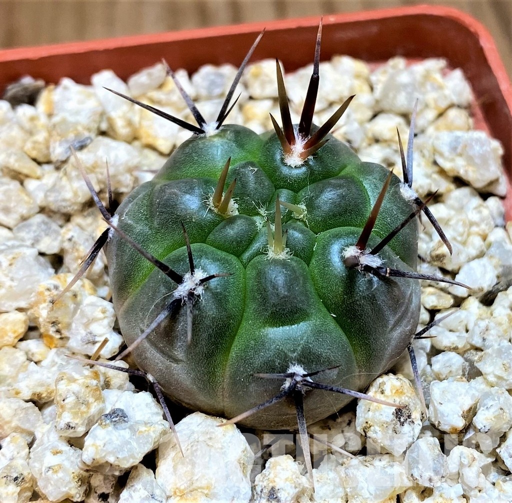 YAR31976 Gymnocalycium striglianum GN1135