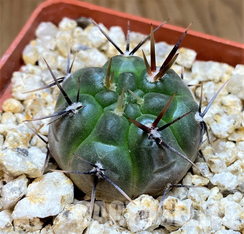 YAR31976 Gymnocalycium striglianum GN1135 - Image 2