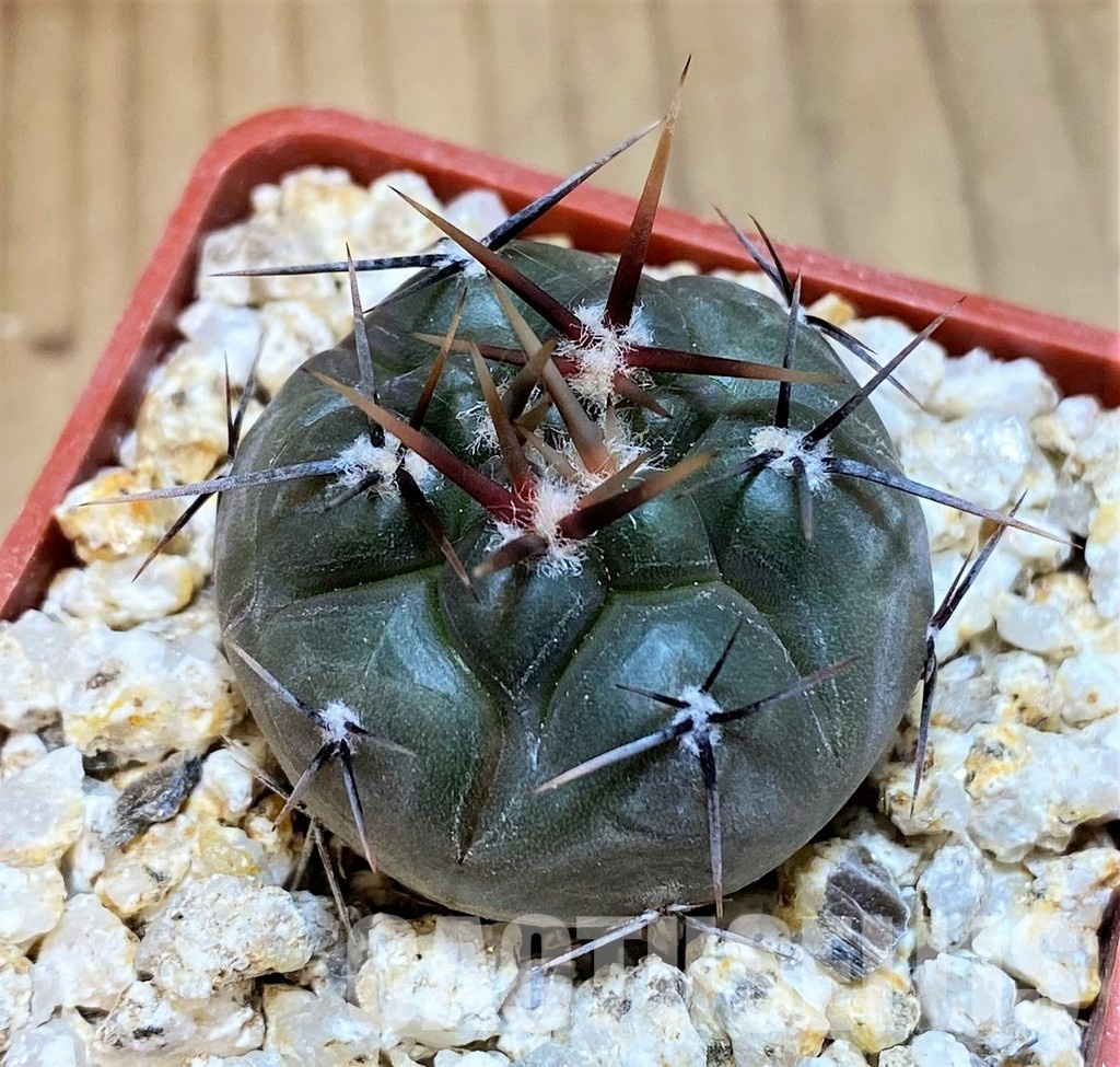 YAR31977 Gymnocalycium striglianum GN1135 - Image 2
