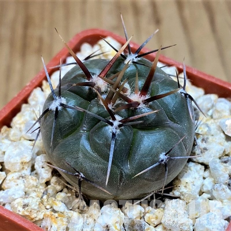 YAR31977 Gymnocalycium striglianum GN1135