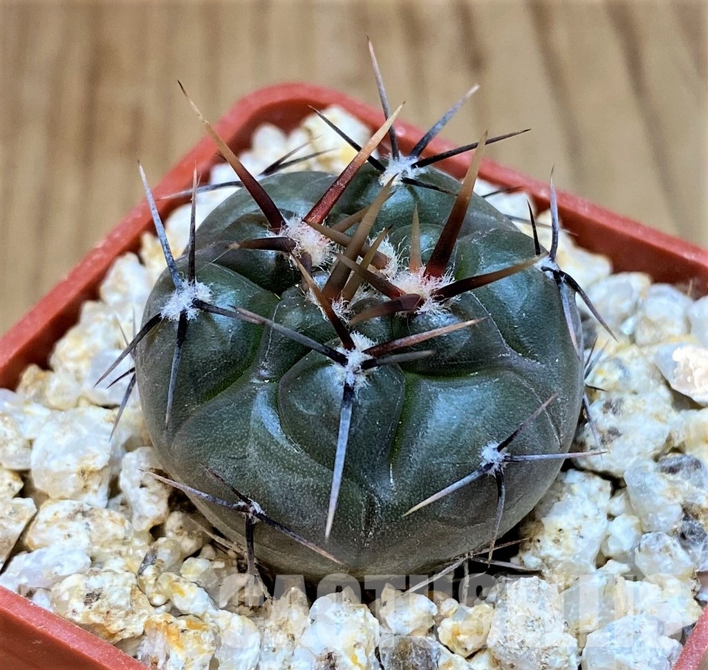 YAR31977 Gymnocalycium striglianum GN1135